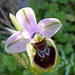 wilde Orchidee