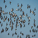 Hoylake shore, birds in flight6