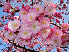 BELFORT: Fleurs de cerisiers 02