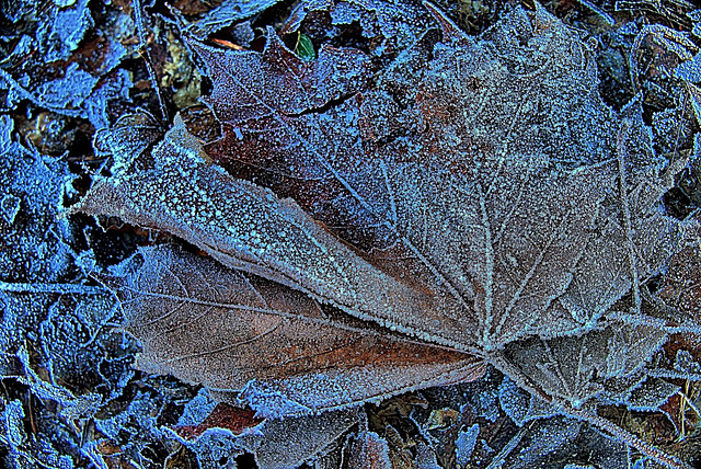 Frosty Leaves 2