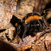 Die Hummel wurde von mir überlistet :))  The bumblebee was outwitted by me :))  Le bourdon a été dupé par moi :))