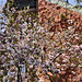 A (Magnolia) Tree Grows in Brooklyn – Berkeley Place, Brooklyn, New York