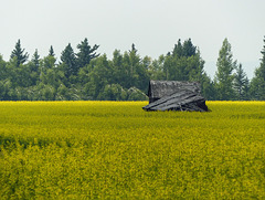 Old barn in a field of canola