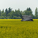 Old barn in a field of canola