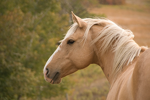 horse in profile