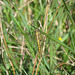 Black-tailed Skimmer f (Orthetrum cancellatum) 19-04-2011 08-46-36