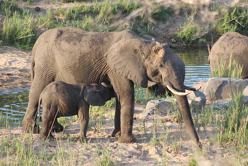 A Little Baby Elephant Suckling