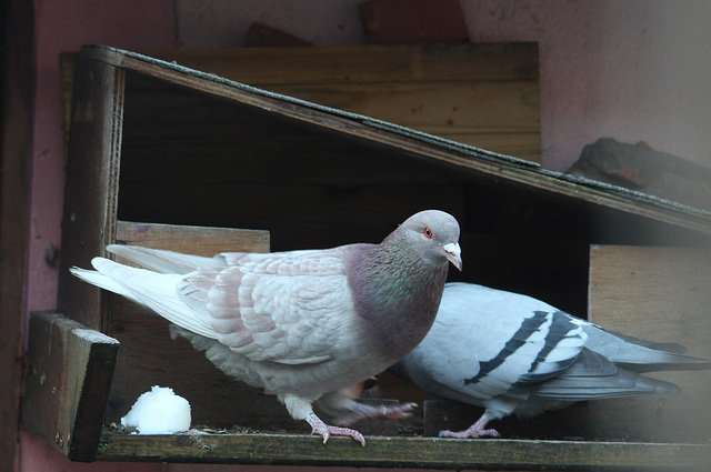 Mes pigeons