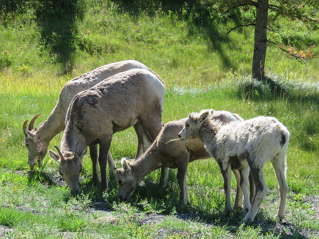 Bighorn Sheep / Ovis canadensis, Kananaskis