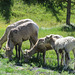 Bighorn Sheep / Ovis canadensis, Kananaskis