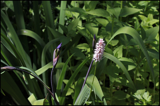 Bistorte en compagnie de Iris robusta (2)