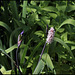 Bistorte en compagnie de Iris robusta (2)