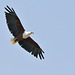 Fish eagle ou pygargue vocifère