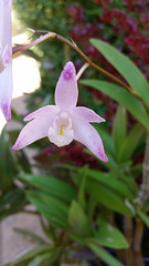 Australian orchid