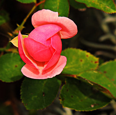 1 (86)...austria flower