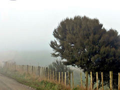 Foggy Farm Fence