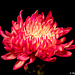 Chrysanthemum 052119