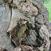 An ancient oak tree