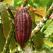 Cacao (chocolate!) tree, on way to Brasso Seco, Trinidad