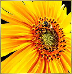 Hover fly visits Sunflower. ©UdoSm