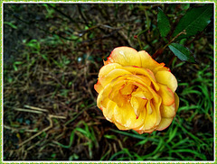 Rose du jardin en Décembre