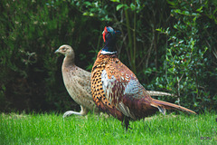 Fred the Cock Pheasant