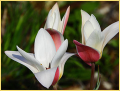Miniatur april Tulips