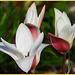 Miniatur april Tulips