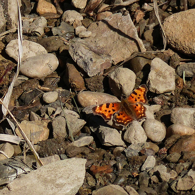 Comma butterfly - one of my favourites