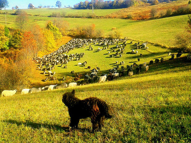 Six hundred sheeps, shepherd's dogs, donkeys ...