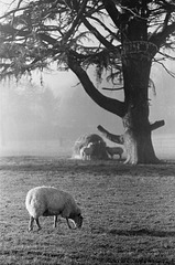 Sheep at Lamer Park
