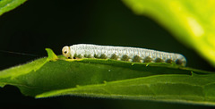 Die Larve einer Pflanzenwespe :))   The larva of a plant wasp :))   La larve d'une guêpe végétale :))
