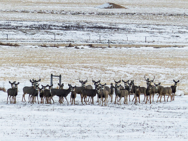 Mule Deer on the prairies