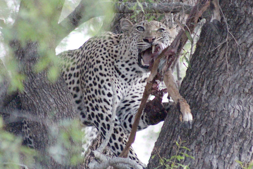 Impala for Dinner