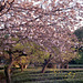 Cherry blossoms in the late afternoon sun