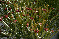Euphorbia Kamponii L1000014