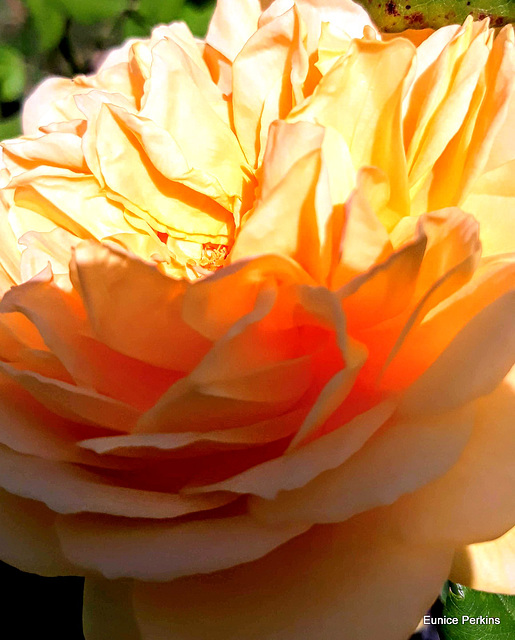 Sun on Rose Petals.