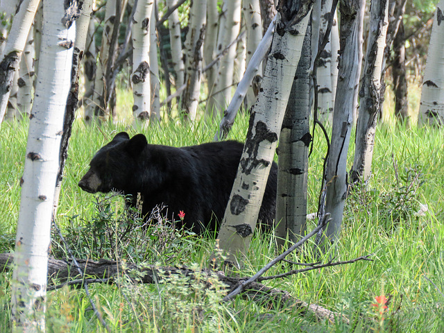 Black Bear, Kananaskis