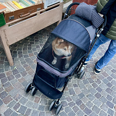 Pesaro 2024 – Dog in a cart