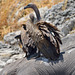 African vulture