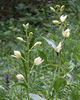 Cephalanthera damasonium, Weisses Waldvögelein - 2017-06-01_D500_DSC1871