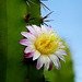 Kein Kaktus ist so dicht mit Stacheln besetzt, daß er nicht noch Platz für eine Blüte hätte.