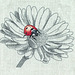 Ladybug & Daisy