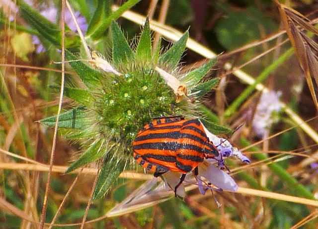 Striped shield bug