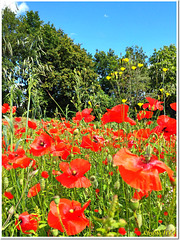 ✿Greetings from the wild poppies✿