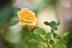 Yellow little rose.