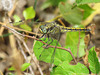 Black-tailed Skimmer f (Orthetrum cancellatum) 30-06-2012 10-32-27