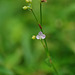20100915-0989 Murdannia nudiflora (L.) Brenan