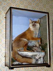 Presteigne- Judge's Lodging- Stuffed Fox in the Judge's Dressing Room