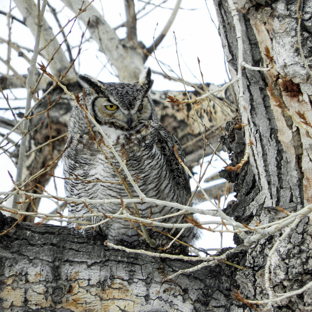 One of yesterday's Great Horned Owls